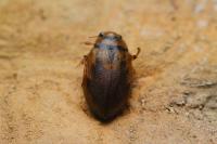 Hygrobia hermanni