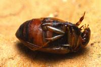 Hygrobia hermanni