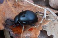 Timarcha tenebricosa