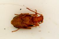 Brachinus sclopeta