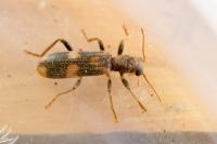 Opilo mollis
