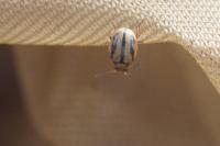 Gonioctena olivacea