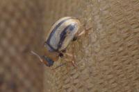 Gonioctena olivacea