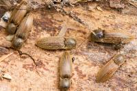 Agriotes lineatus
