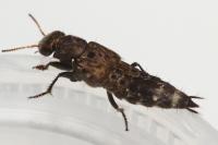 Ontholestes murinus