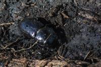Dorcus parallelipipedus