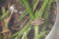 Phyllobius pyri