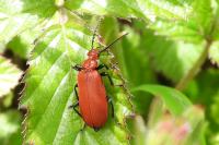 Pyrochroa serraticornis