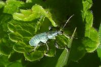 Phyllobius pomaceus