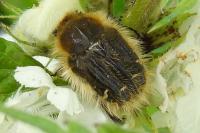 Tropinota hirta