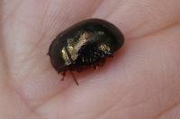 Chrysolina bankii
