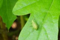 Polydrusus planifrons