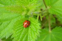 Coccinella septempunctata
