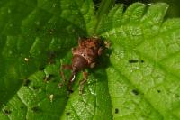 Curculio
