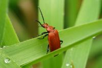 Pyrochroa serraticornis