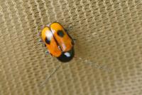 Cryptocephalus bipunctatus