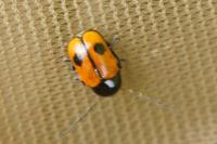 Cryptocephalus bipunctatus