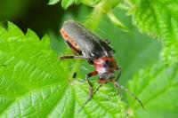 Cantharis rustica