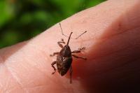Curculio glandium