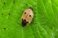 Dendroxena quadrimaculata