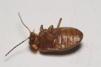 Microcara testacea