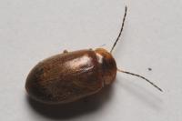 Microcara testacea