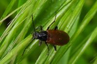 Omophlus lepturoides