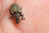Phyllobius pyri