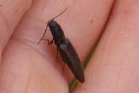 Athous haemorrhoidalis