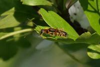 Grammoptera ustulata