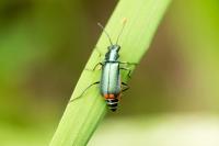 Malachius bipustulatus