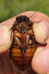 Dytiscus dimidiatus