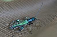 Oedemera nobilis