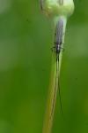 Calamobius filum
