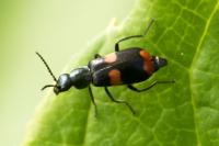 Anthocomus fasciatus
