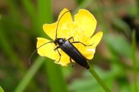 Rutpela nigra