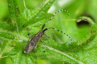 Agapanthia villosoviridescens