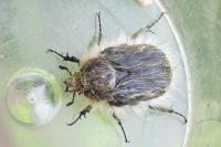 Tropinota hirta