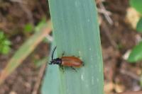 Drilus flavescens
