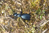 Meloe violaceus