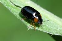 Smaragdina aurita