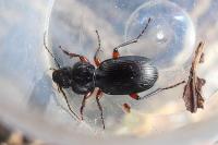 Pterostichus madidus
