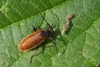 Lagria hirta