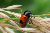 Clytra laeviuscula