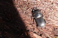 Dorcus parallelipipedus