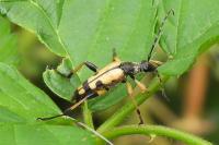 Rutpela maculata