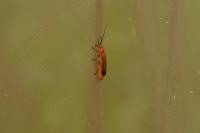 Rhagonycha fulva
