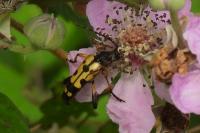 Rutpela maculata