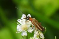 Oedemera podagrariae