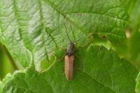 Athous bicolor